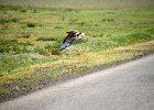Arendbuizerd (long-legged buzzard) (buteo rufinus) - tussen Ikh Gazriin Chuluu en Ulaanbaatar 25-08-2016 (4)